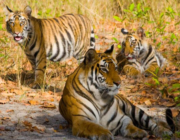 Golden Triangle Tour With Ranthambore